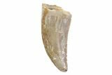 Serrated, Theropod (Raptor) Tooth - Montana #97420-1